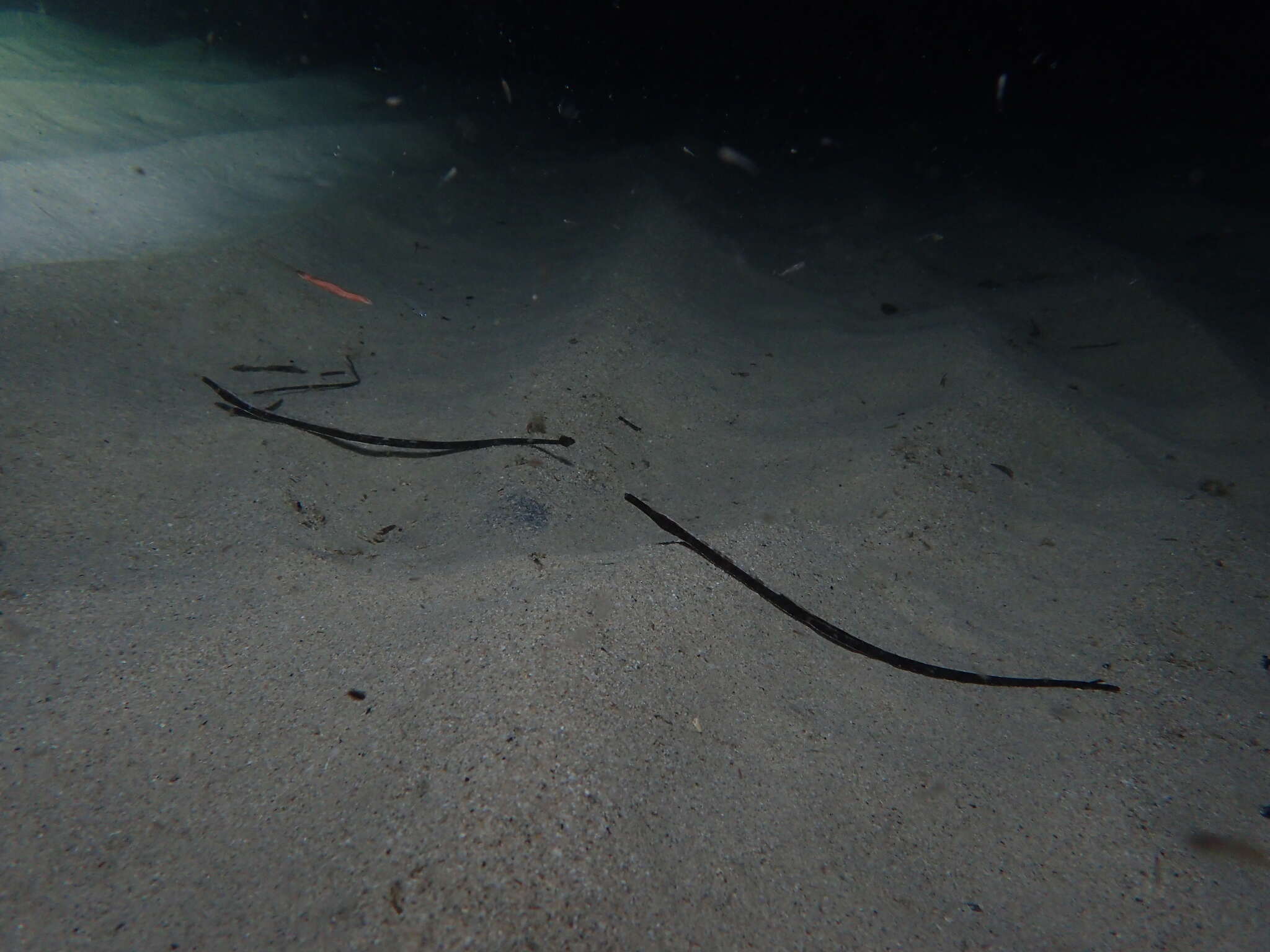 Image of Western crested pipefish