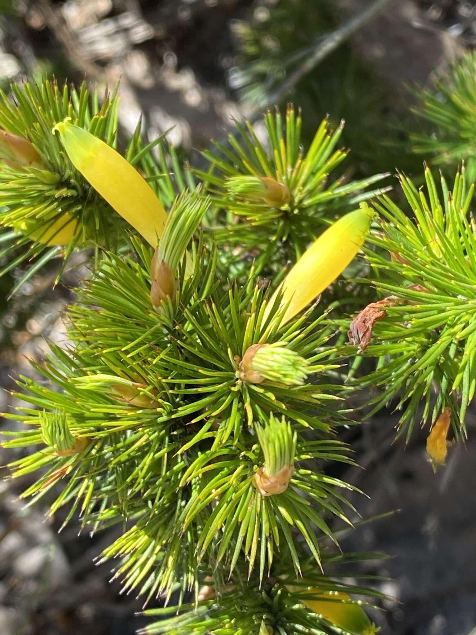 Слика од Astroloma pinifolium (R. Br.) Benth.