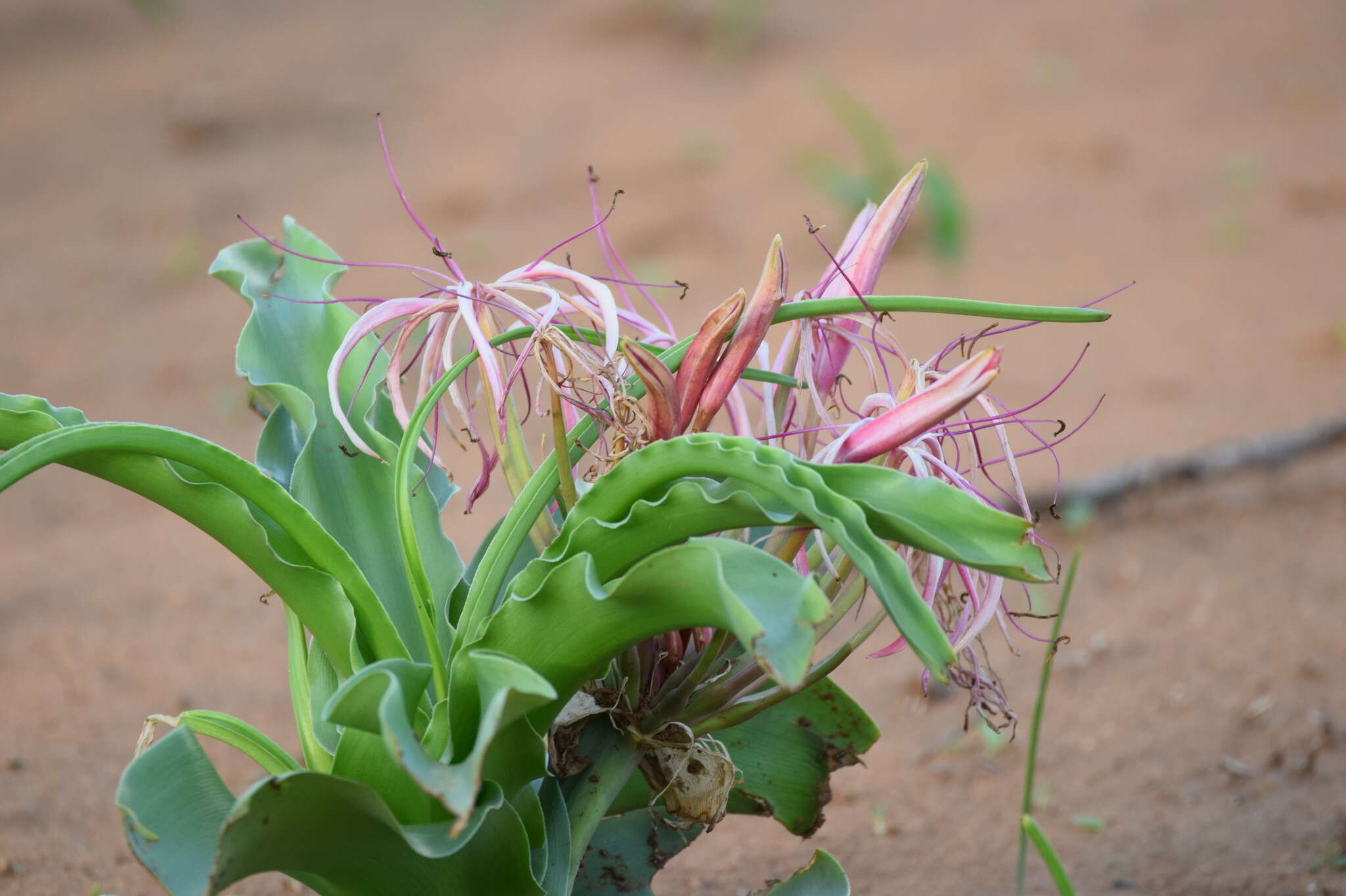 Image de Crinum buphanoides Welw. ex Baker