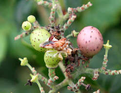 Image de Phymata fasciata (Gray 1832)