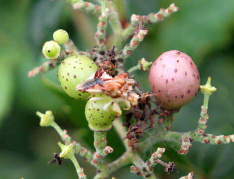 Plancia ëd Phymata fasciata (Gray 1832)