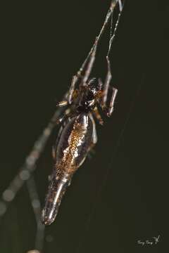 Image of Cyclosa hamulata Tanikawa 1992