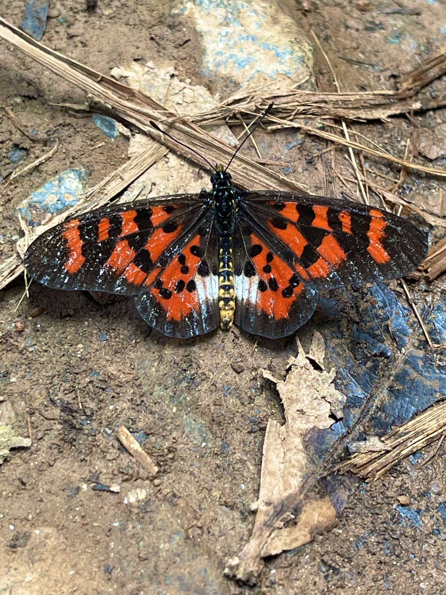 Image of Acraea vuilloti