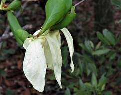 Image of bigflower pawpaw