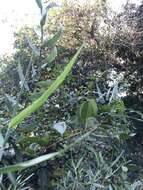 Image of Climbing bamboo