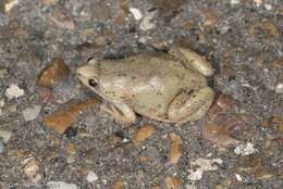 Image of Great Plains Narrowmouth Toad