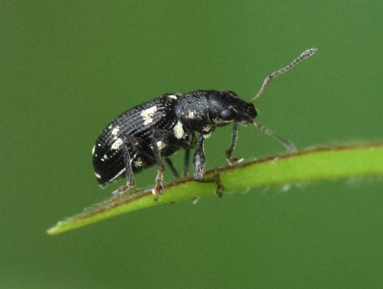 Image of Polydrusus (Polydrusus) picus (Fabricius 1792)