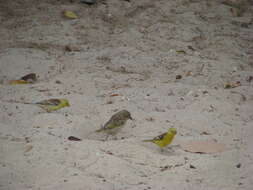 Image of Sudan Golden Sparrow