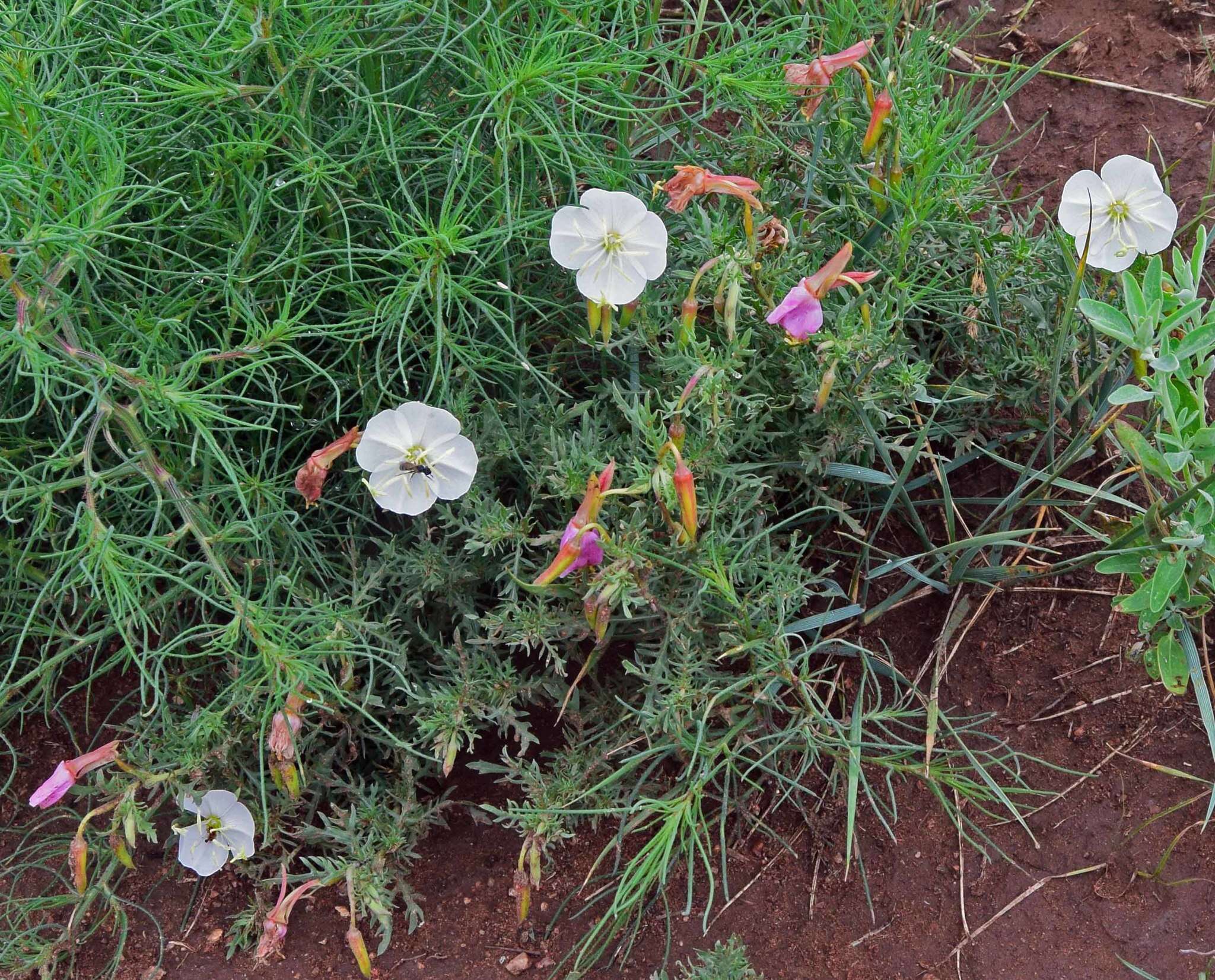 Image of crownleaf evening primrose