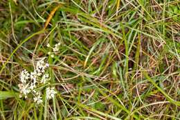 Imagem de Pimpinella saxifraga L.