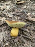 Image of Aureoboletus roxanae (Frost) Klofac 2010