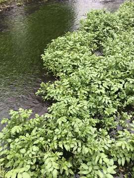 Image of Fool's-Watercress