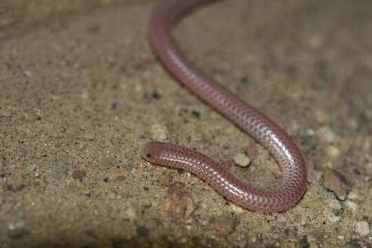 Image of Rena humilis cahuilae (Klauber 1931)