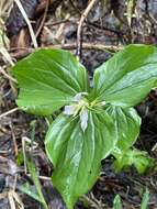 Image of Oettinger's trillium