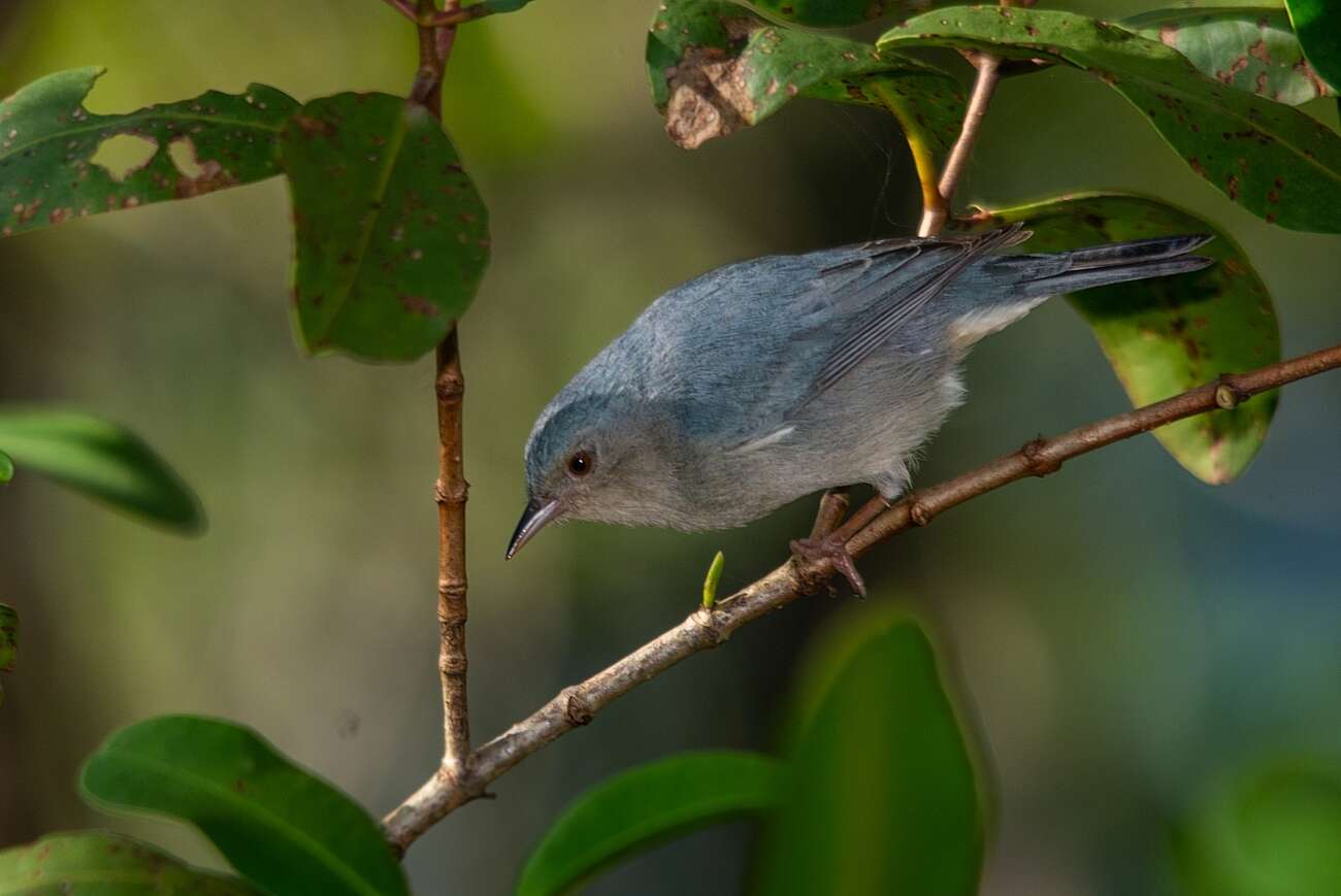 Image of Bicolored Conebill