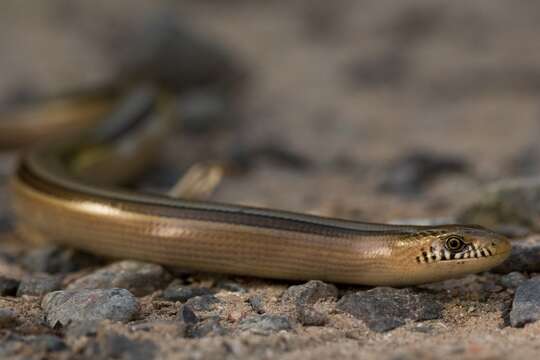 Image of Middle worm lizard