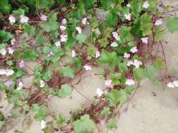 Image of Cymbalaria muralis subsp. muralis