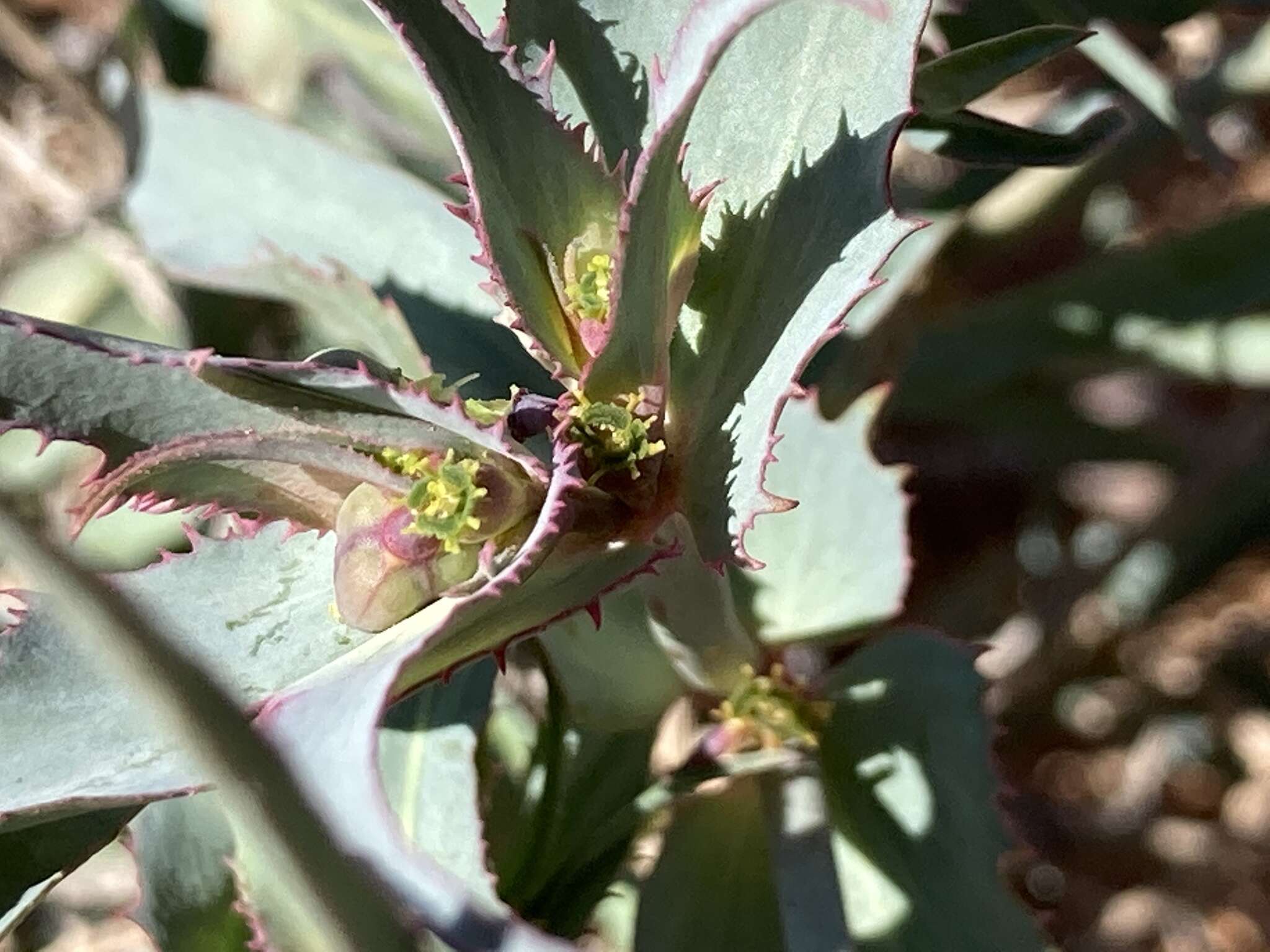 Euphorbia retusa Forssk. resmi