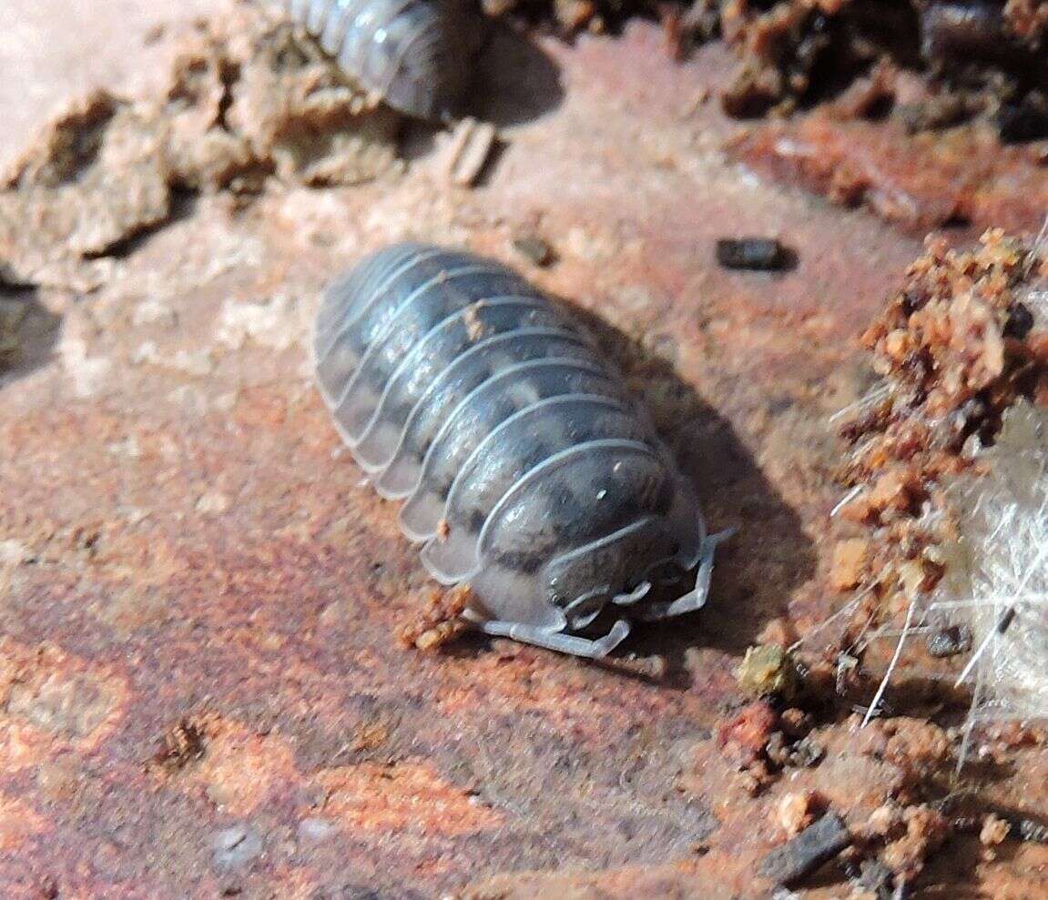 Image of Isopod