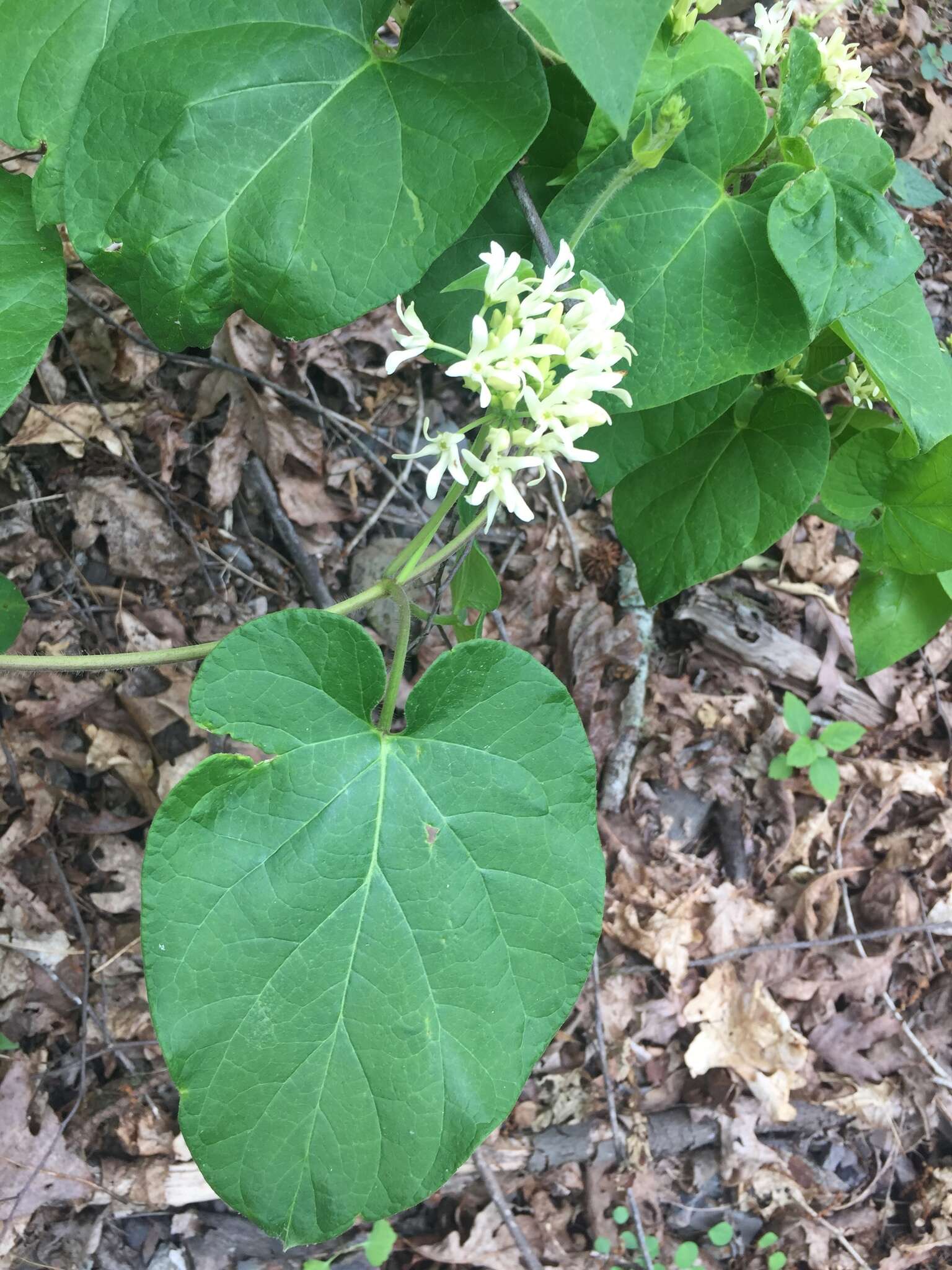 Image de Matelea baldwyniana (Sweet) R. E. Woodson