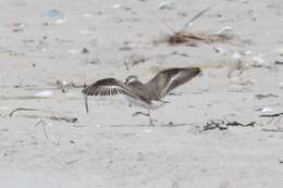 Image of Charadrius wilsonia wilsonia Ord 1814