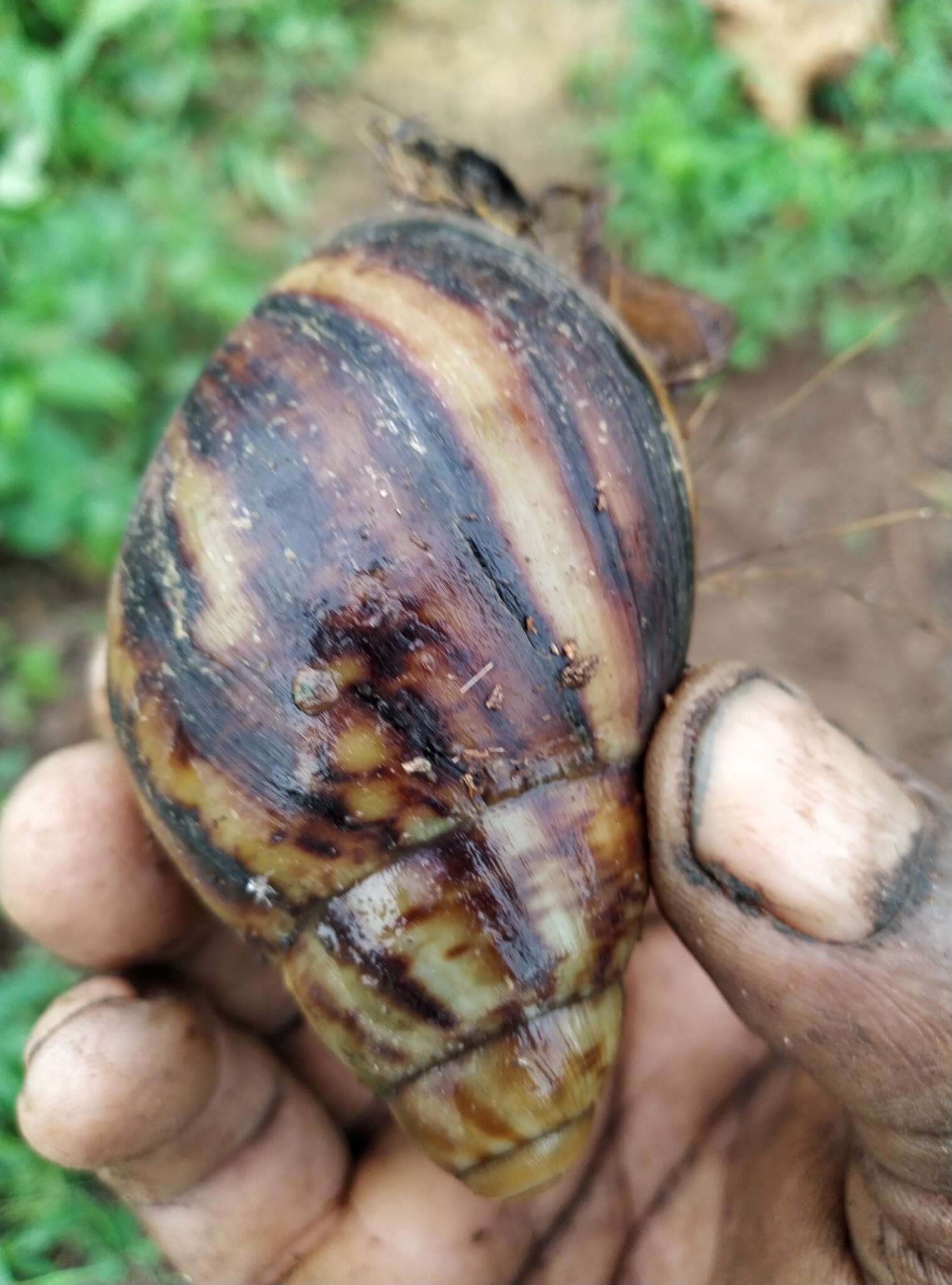 Image de Archachatina marginata (Swainson 1821)