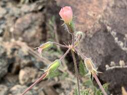 Monsonia luederitziana Focke & Schinz的圖片