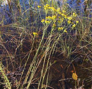 Image of pineland rayless goldenrod