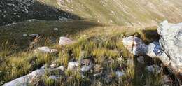 Image of Leucadendron cordatum E. Phillips