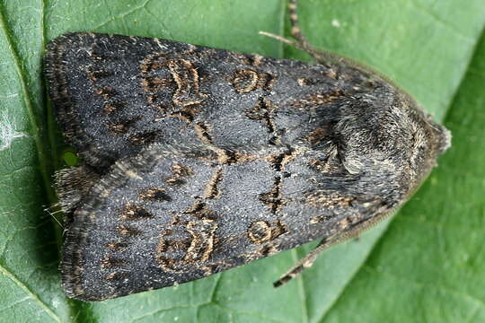 Image of hedge rustic