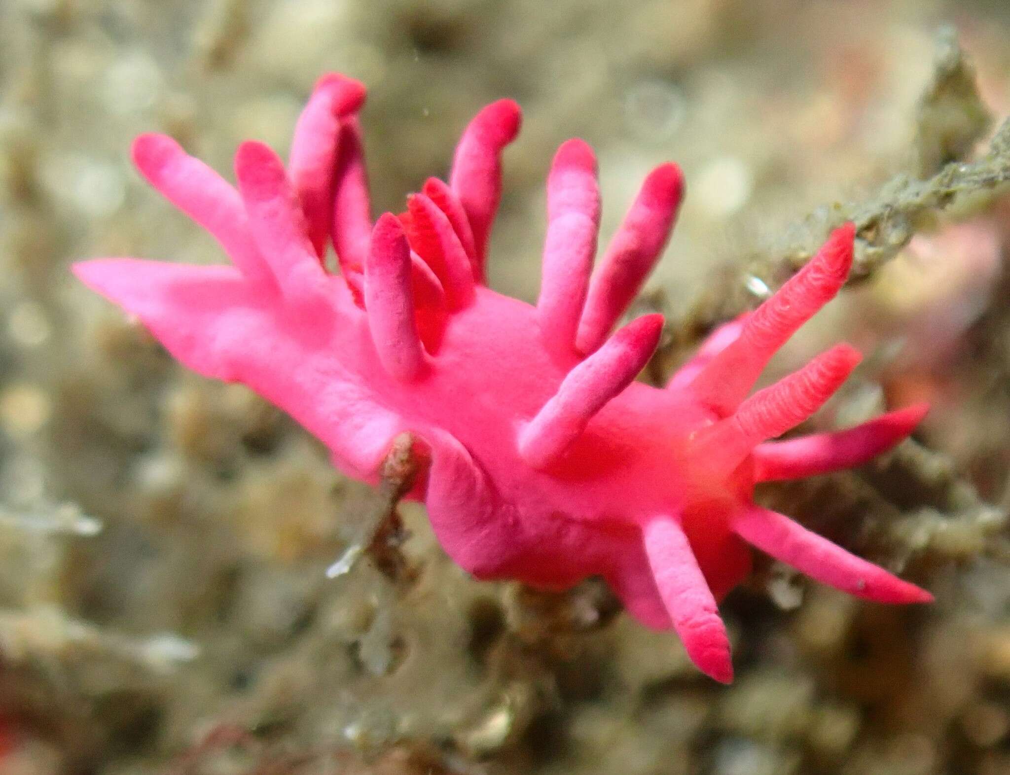 Image of Okenia atkinsonorum Rudman 2007