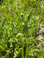 Image of San Diego pepperweed