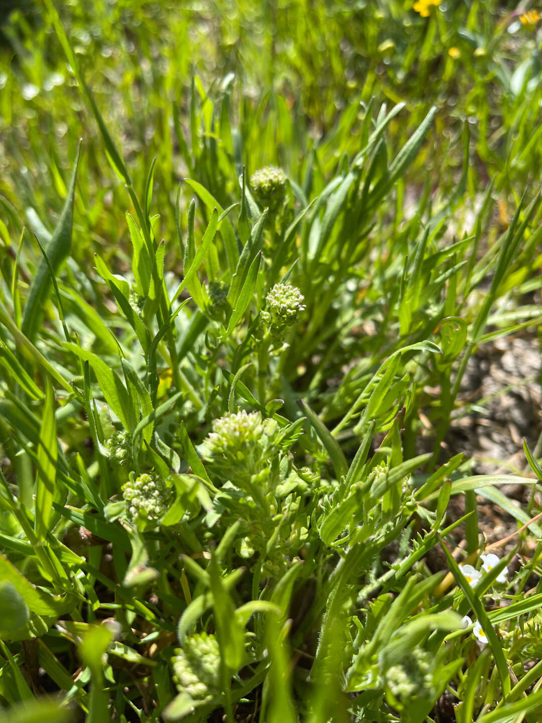 Image of San Diego pepperweed
