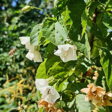 Sivun Dombeya tiliacea (Endl.) Planch. kuva