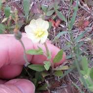 Imagem de Oenothera laciniata Hill