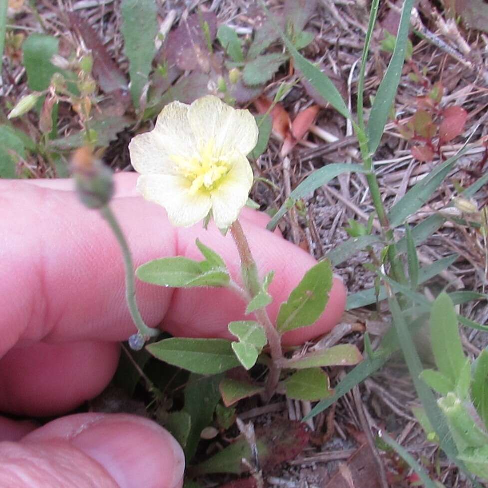 Imagem de Oenothera laciniata Hill