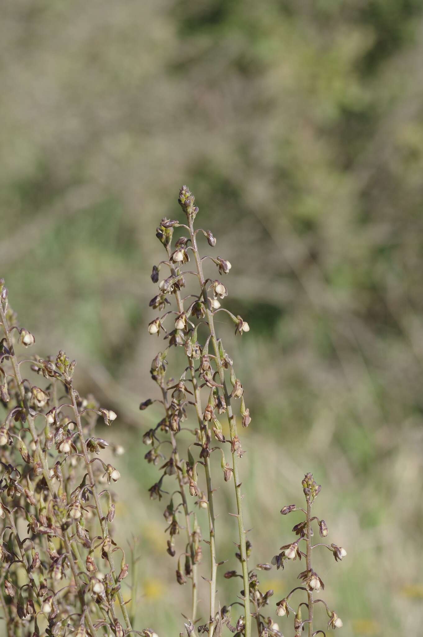 Image of Acrolophia cochlearis (Lindl.) Schltr. & Bolus