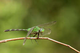 Image of Great Pondhawk