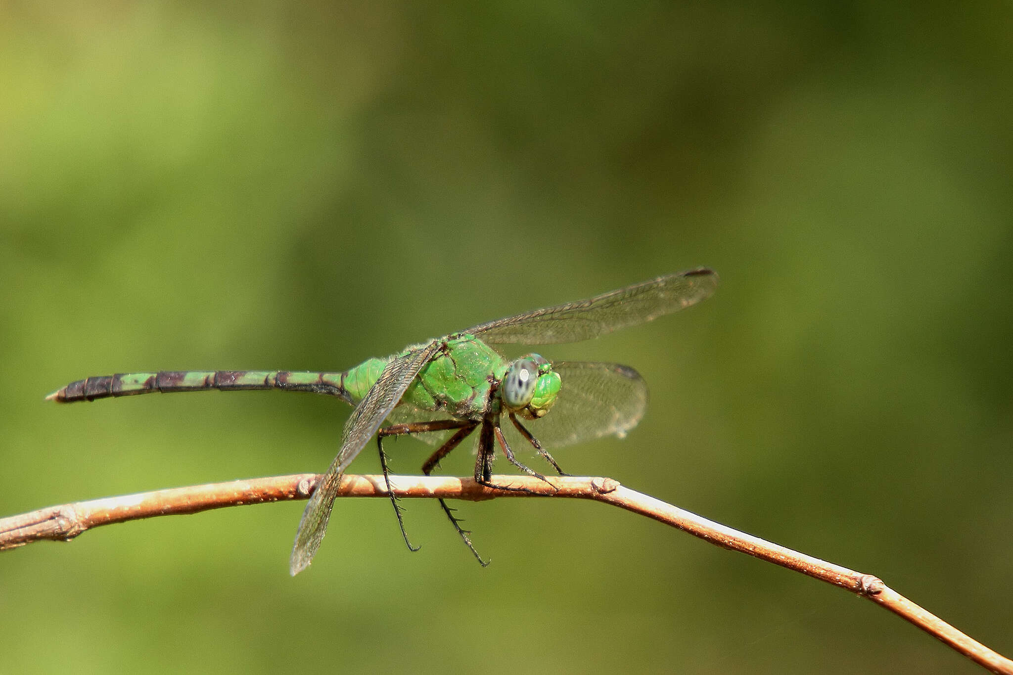 Image of Great Pondhawk