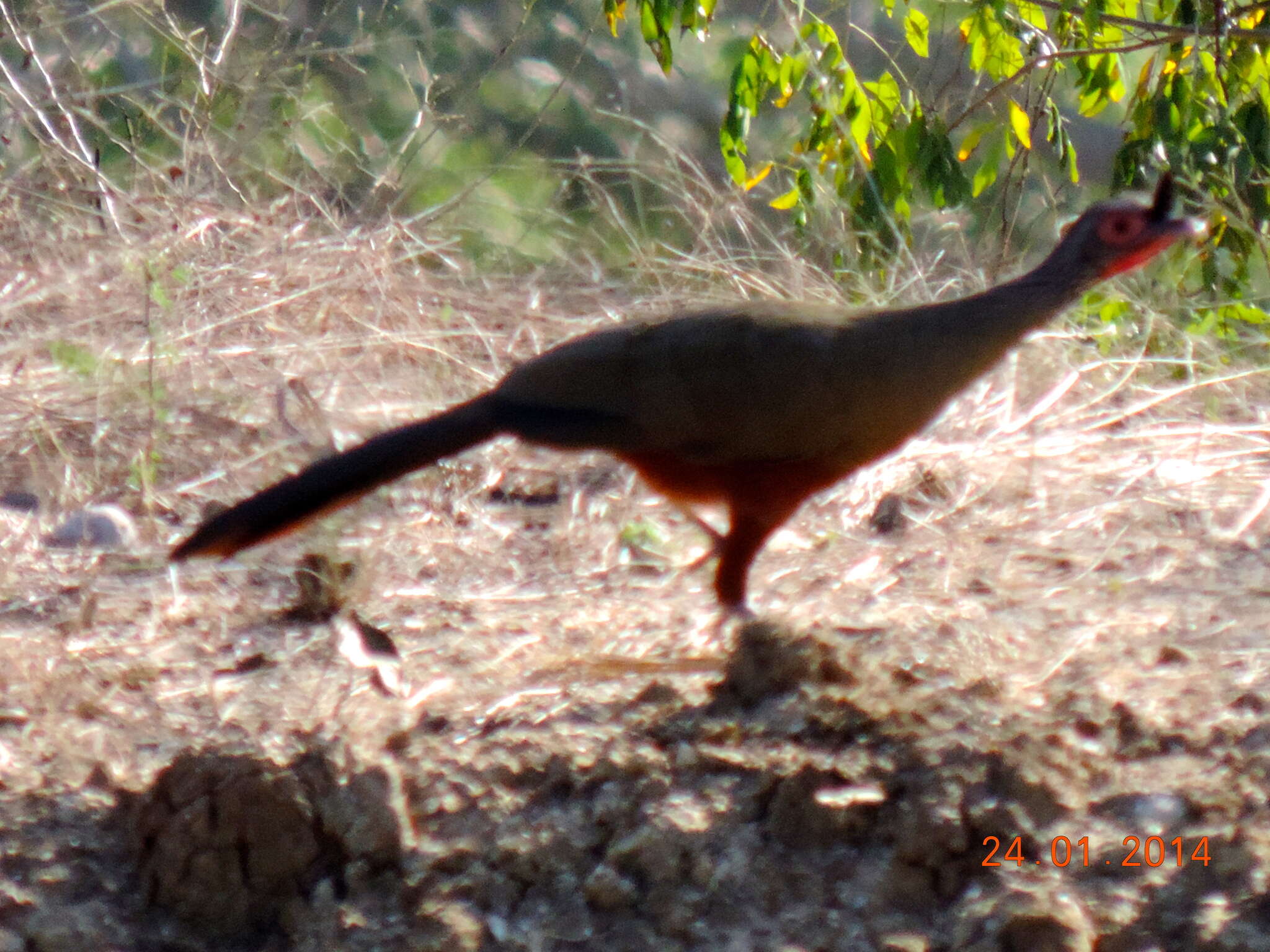 Image of Rufous-bellied Chachalaca