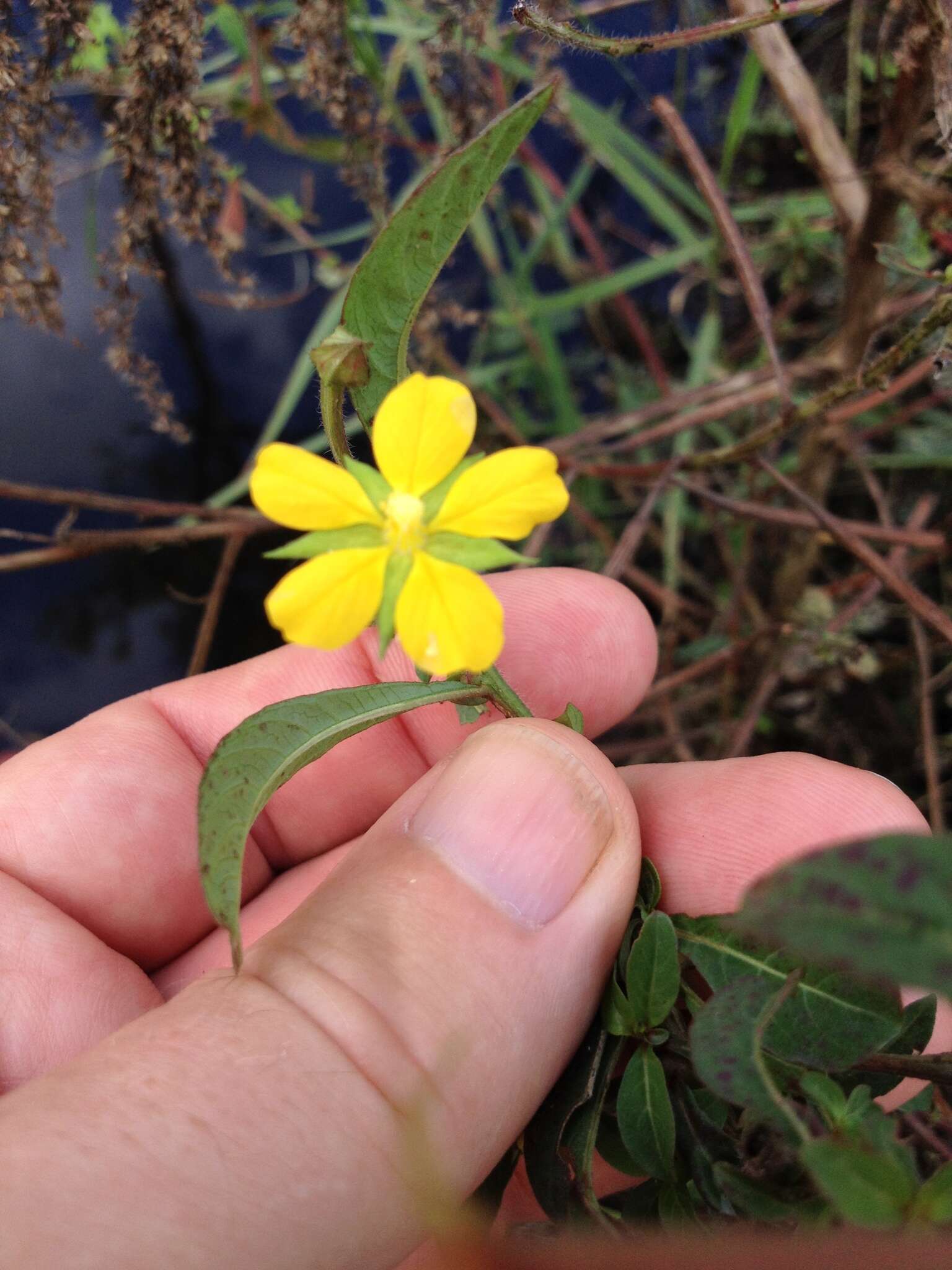 Imagem de Ludwigia leptocarpa (Nutt.) Hara