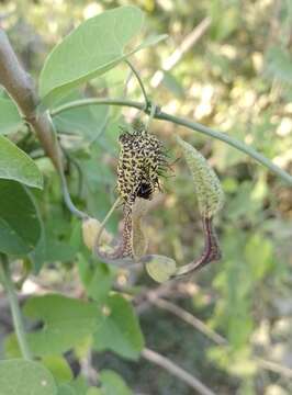 Слика од Aristolochia tentaculata O. Schmidt