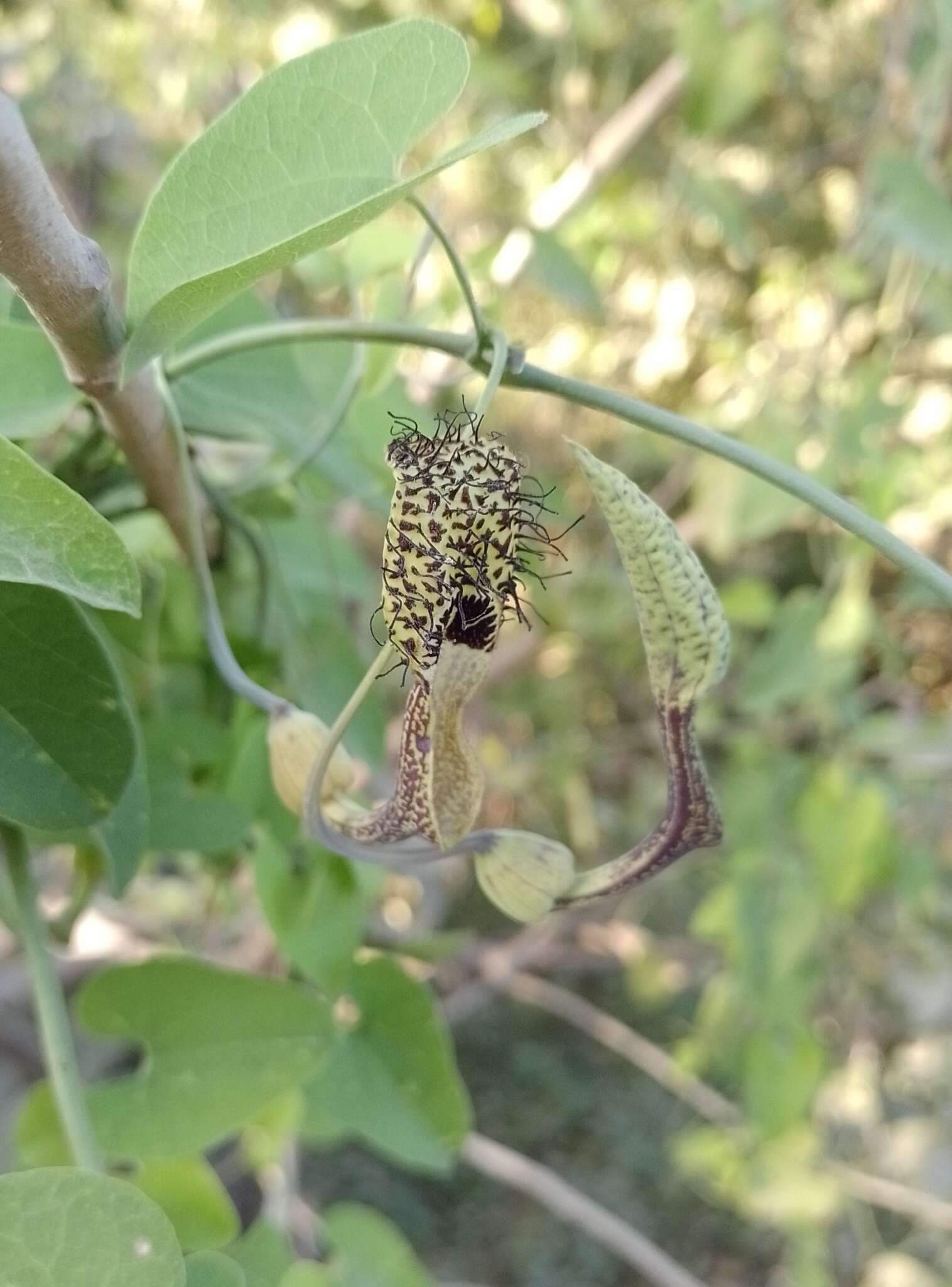 Sivun Aristolochia tentaculata O. Schmidt kuva