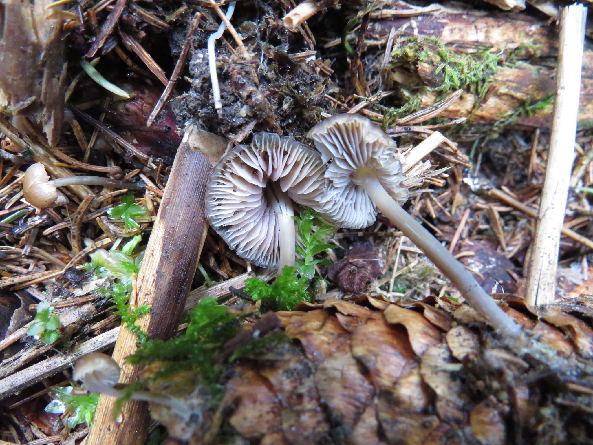 Sivun Mycena plumipes (Kalchbr.) P.-A. Moreau 2003 kuva