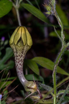 صورة Ceropegia hirsuta Wight & Arn.