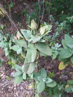 Image of Grey-leaf citrus