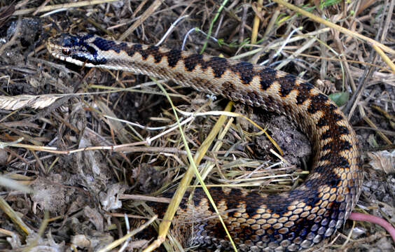 Image of Adder