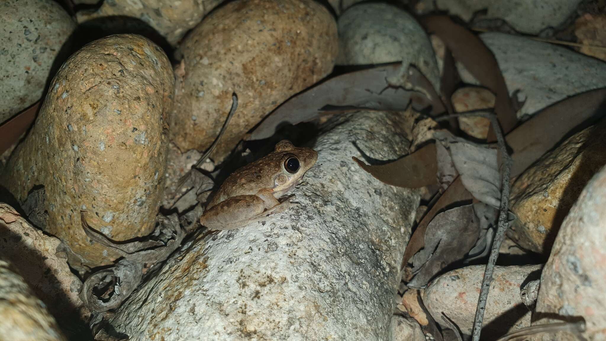 Plancia ëd Litoria inermis (Peters 1867)