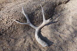 Image of Odocoileus hemionus eremicus (Mearns 1897)