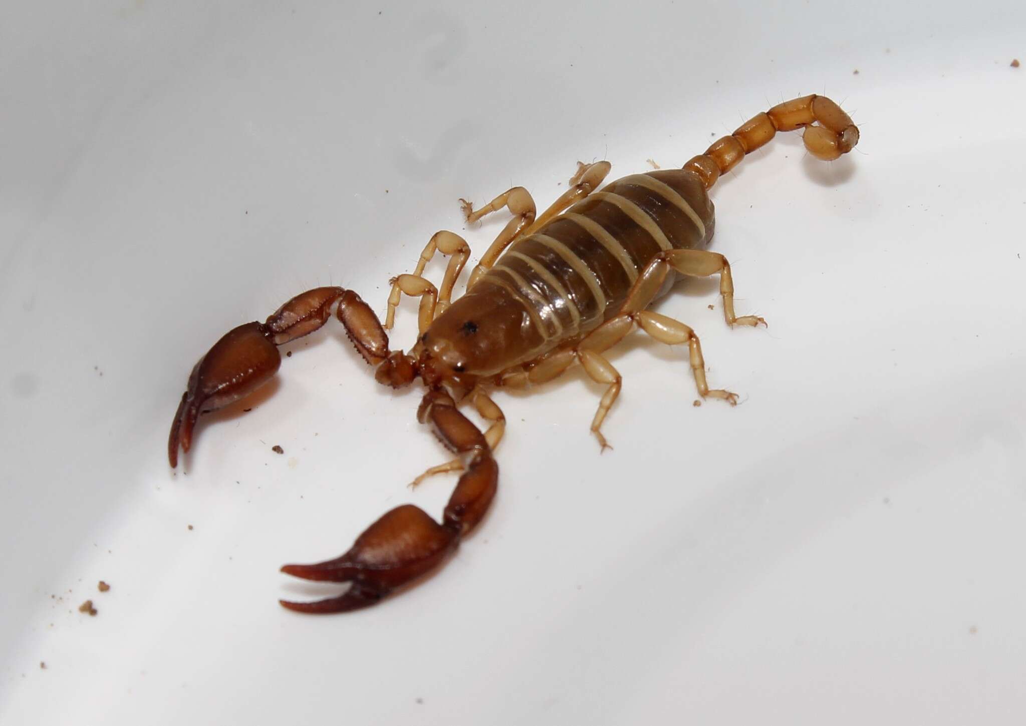 Euscorpius lesbiacus Tropea, Fet, Parmakelis, Kotsakiozi, Stathi & Zafeiriou 2020 resmi